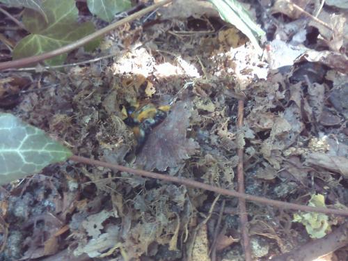 Bombus pascuorum